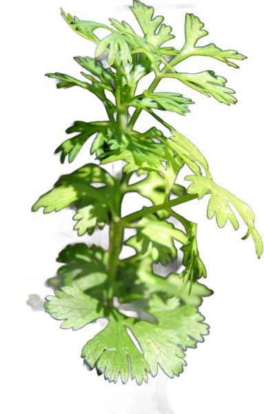 Cilantro